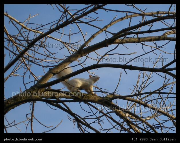 White Squirrel - Somerville MA
