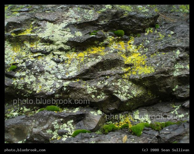 Patches of Color - Lichens and mosses on a rock wall of puddingstone conglomerate rock, Newton MA