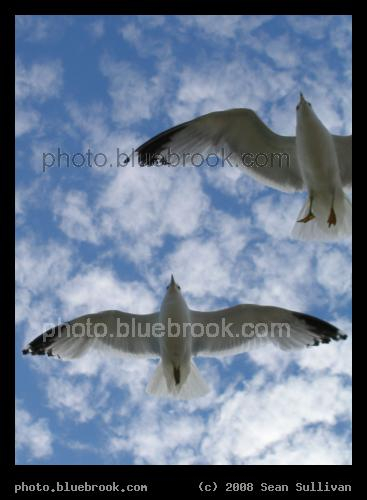 Two Seagulls - Duluth, MN