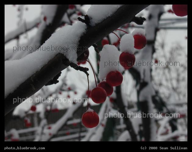 Nature's Ornaments - Red berries after a snowfall, Brookline MA
