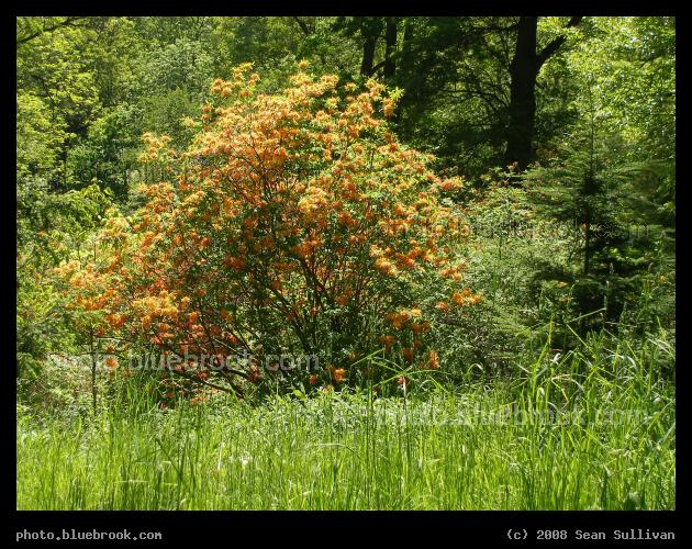 Tree Full of Flowers - Springtime at the Arboretum, Jamaica Plain MA