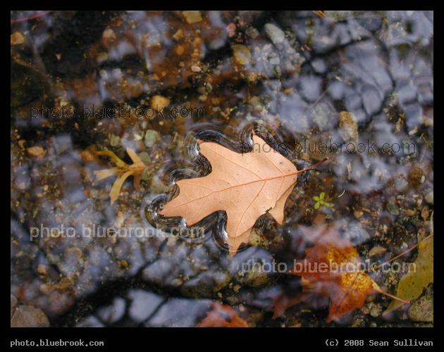 Leaf in the Stream - A stream in Olmsted Park, near Wards Pond, Brookline MA