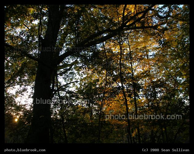 Forest at Sunset - Near Riverside Station, Newton MA