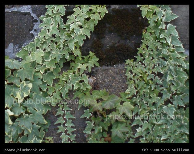 Winter Vine - Ivy on a stone wall, Somerville MA
