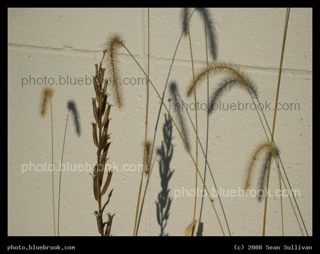 Grass and Shadow - Dry grasses alongside a wall, Fitchburg MA