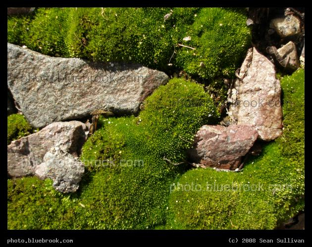 World of Moss - A sea of moss surrounding islands of rock, Fitchburg MA