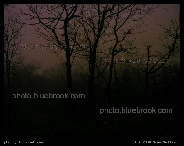 In the Dark Forest - Lexington MA