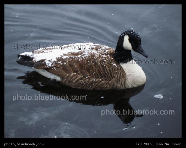 Insulated with Real Goose Down - Snow-covered Canada goose in the Charles River, Watertown MA