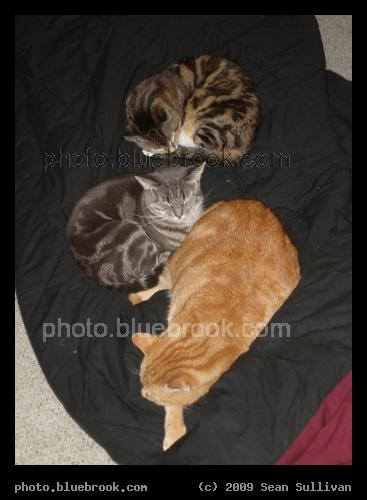 Indoor Landscape, with Cats - Bella, Fern and Antares resting on a blanket