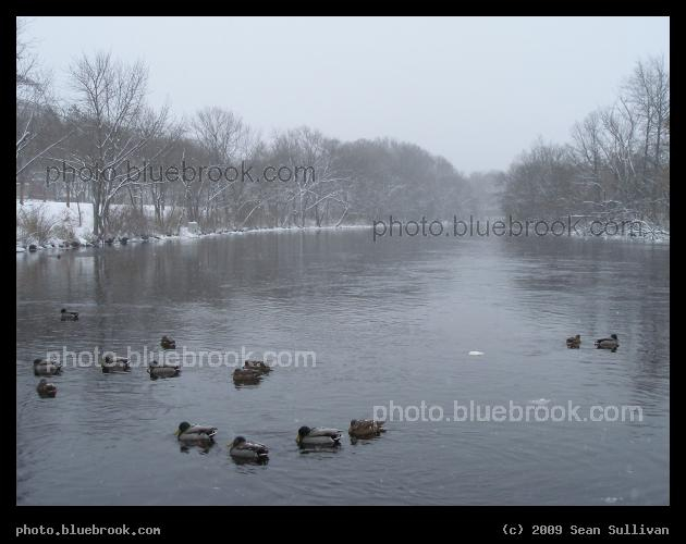 Ducks on a Wintery River - Charles River, Watertown MA