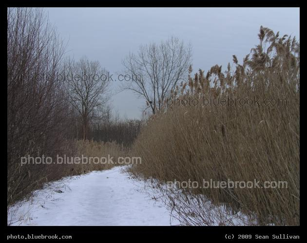 Path through the Grasses - Mystic River Reservation, Medford MA