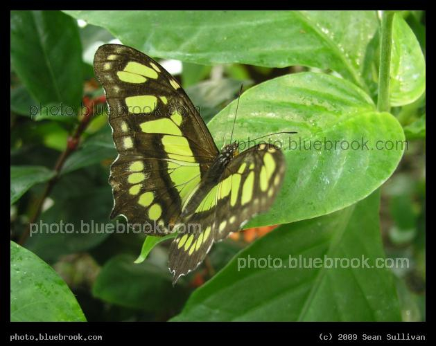 Green Wings - Butterfly on a leaf