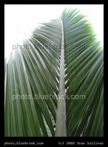 Vertical Frond - Palm frond, Miami FL