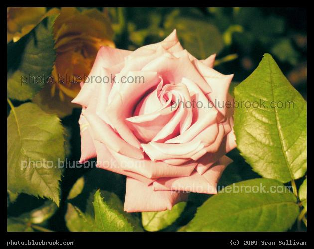 A Pleasant Shade of Pink - A rose at the <a href=