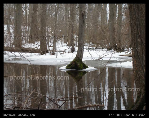 Green Oasis in the Frozen Swamp - Middlesex Fells Reservation, Melrose MA
