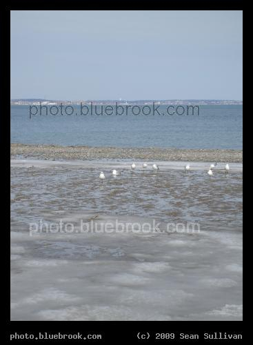 Icy Beach - Seagulls and ice at Revere Beach, Revere MA