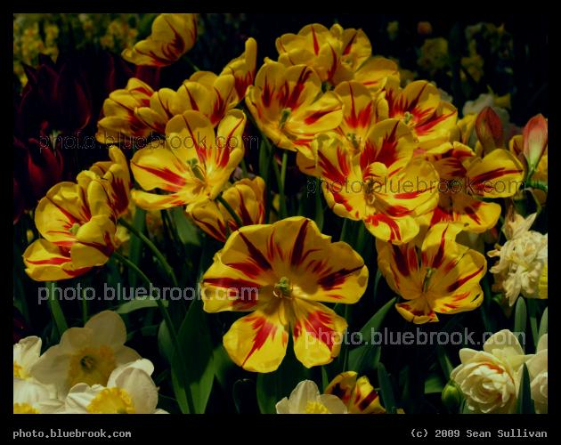Cluster of Tulips - From the 2006 <a href=