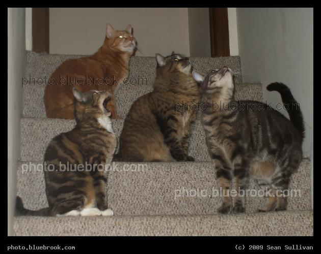 Anticipation - Bella, Antares, Misty and Fern