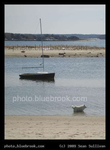 Dog, Boat and Bay - Onset Village, MA