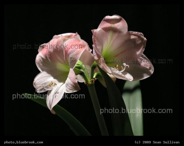 Pink Amaryllis - From the 2004 <a href=