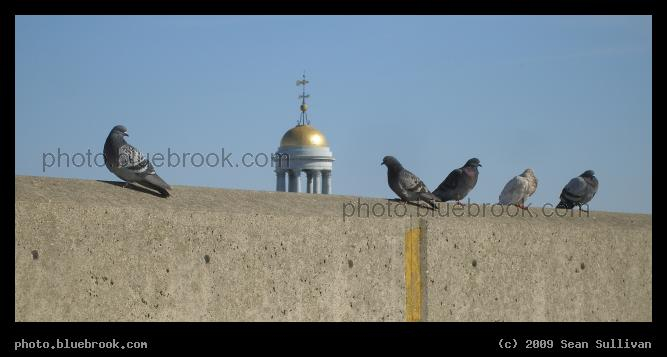 Line of Pigeons - On the roof of the parking garage at Quincy Center MBTA subway station, with the United First Parish church in the background, Quincy MA