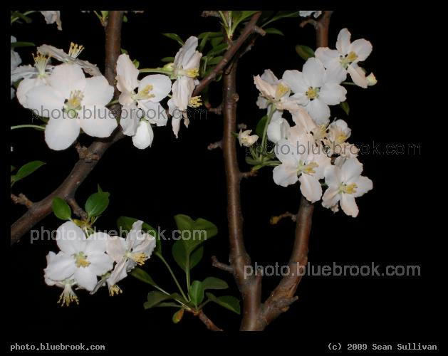 White Blossoms - From the 2007 <a href=