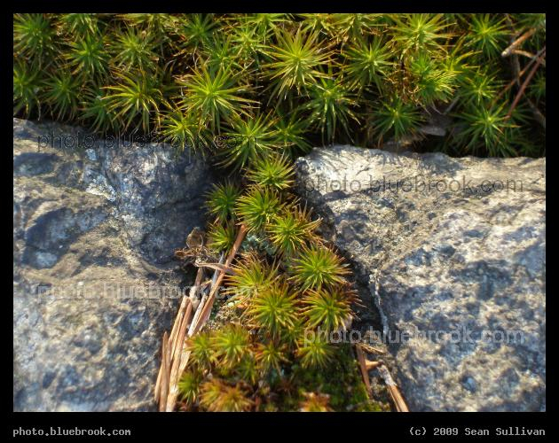 Through the Gap - Haircap moss at Pine Banks park, Malden/Melrose MA