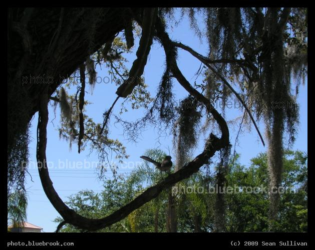 Bird and Spanish Moss - Bradenton FL