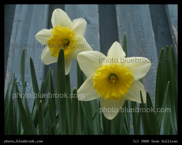Spring Daffodils - Somerville MA