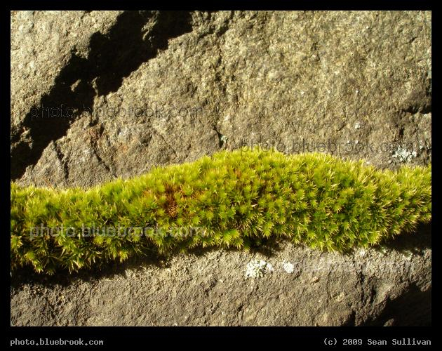 Moss Stripe - Moss on a boulder at Pine Banks park, Malden/Melrose MA