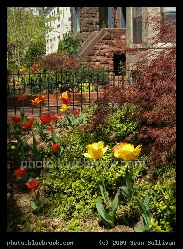 Tulip Garden - Washington DC