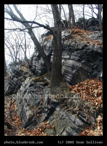 Rooted in Time - Trees growing on a sedimentary rock slope, Brighton MA