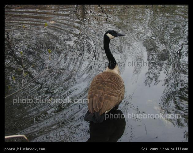 Goose amid Ripples - Muddy River, Brookline MA