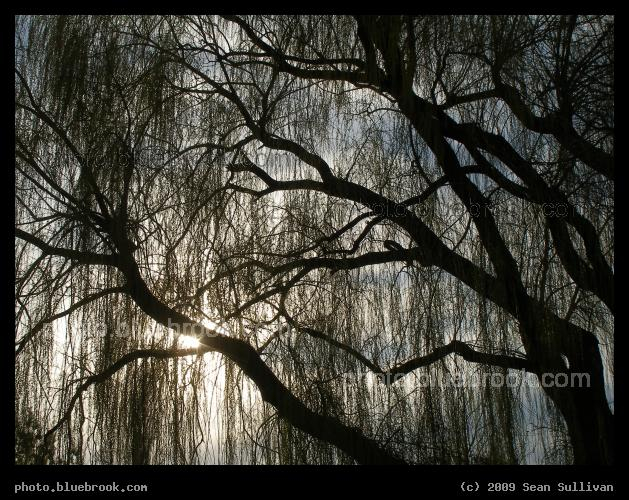 Veil of Branches - The afternoon sun behind a tree in Danehy Park, Cambridge MA