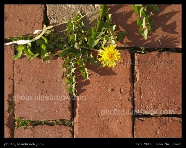 Sidewalk Niches - A dandelion growing on a brick sidewalk near Danehy Park, Cambridge MA