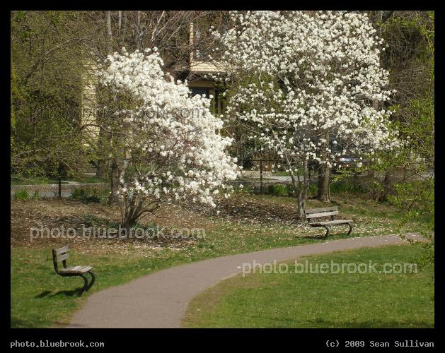 Spring Pathway - Griggs Park, Brookline MA