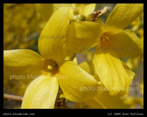Golden Flowers - Griggs Park, Brookline MA