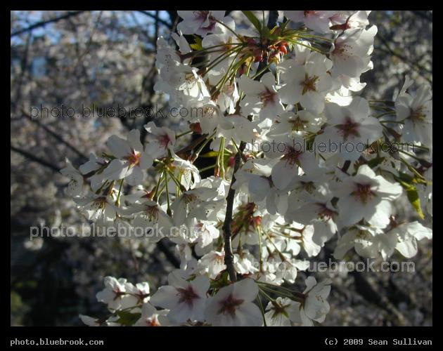 Starry-Eyed Blossoms - Spring at the Arboretum, Jamaica Plain MA