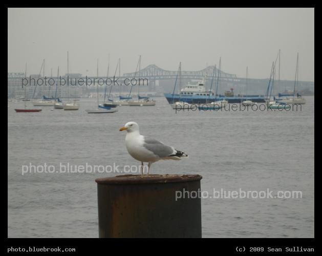 Seagull and Boats - View across Boston Harbor towards the Tobin Bridge, Boston MA