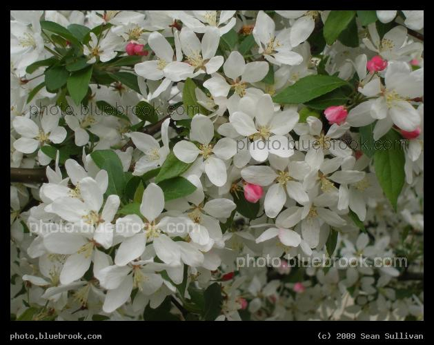 Apple Blossoms - Brookline MA