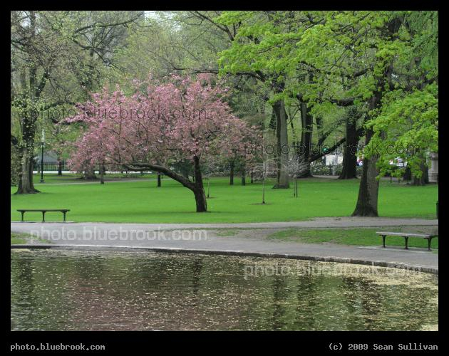 Small Pink Tree - Public Garden, Boston MA