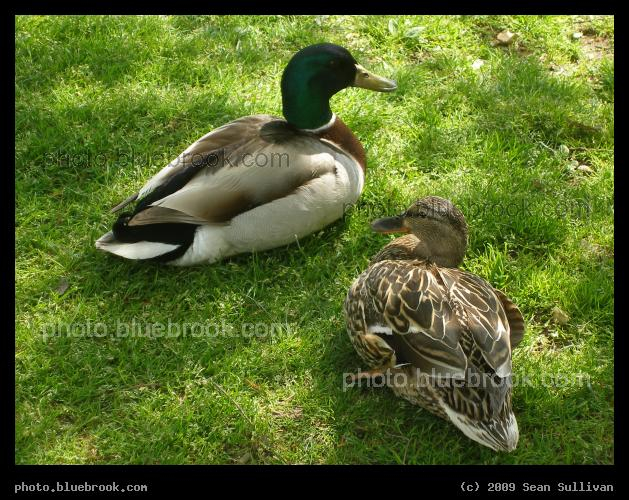 Pair of Lawn Ducks - Public Garden, Boston MA