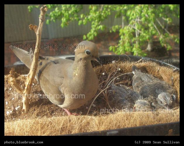 Nesting Dove - A mourning dove and two squabs, in a nest located in a planter outside a third-story window in Boston MA