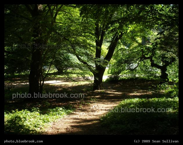 Dappled Path - Arboretum, Jamaica Plain MA
