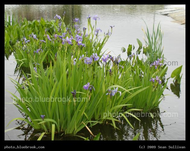 Lush Water Irises - North Point, Cambridge MA