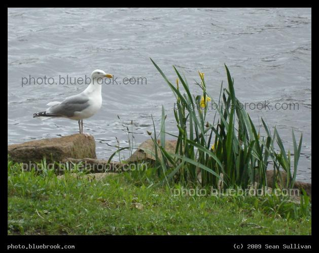Seagull on the Riverbank - Charles River at Lederman Park, Boston MA