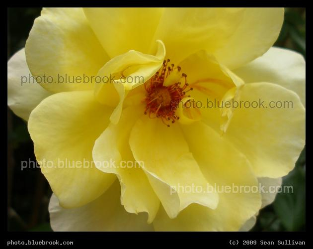 Butter Yellow Flower - At the Rutland / Washington Community Garden, Boston MA