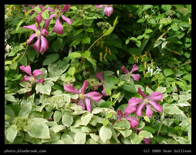 Clematis and Honeysuckle - Somerville MA
