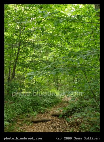 Green Canopy - A trail in the Middlesex Fells Reservation near Bellevue Pond, Medford MA