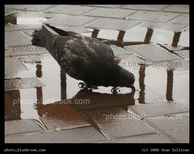 Pigeon in a Puddle - On the Hudson River Waterfront Walkway near Exchange Place, Jersey City NJ